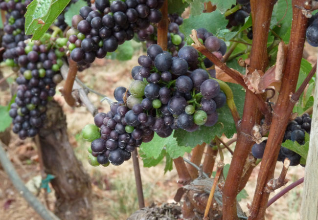 "Pinot Noir Grapes in the Willamette Valley" flickr photo by Ethan Prater https://flickr.com/photos/eprater/3899908686 shared under a Creative Commons (BY) license