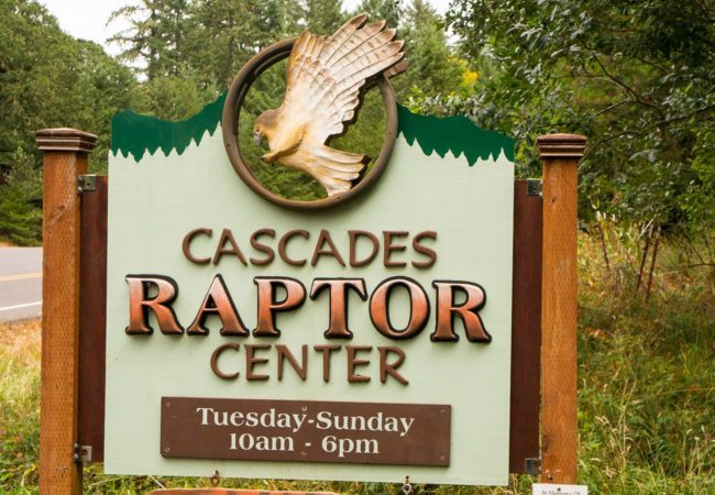 Cascades Raptor Center – for an experience of a lifetime!