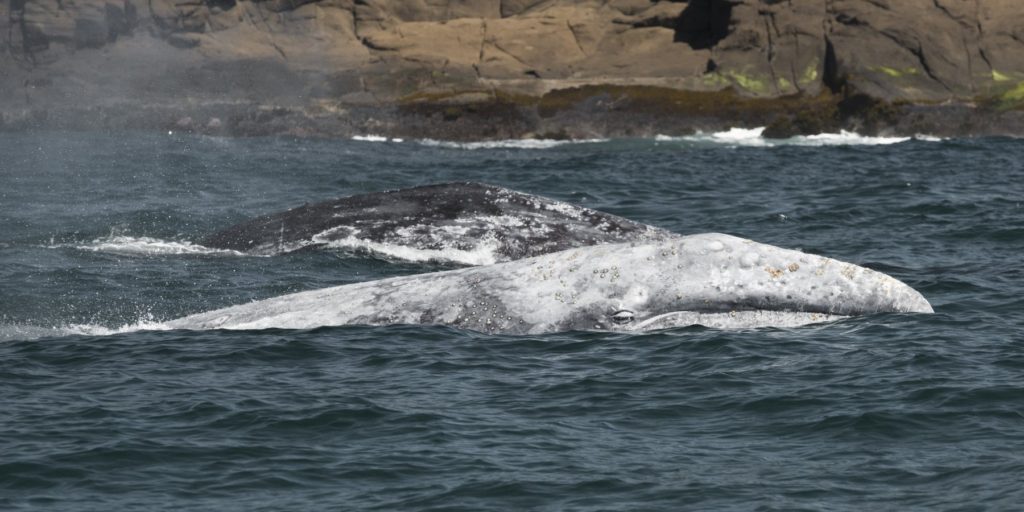 Gray whales