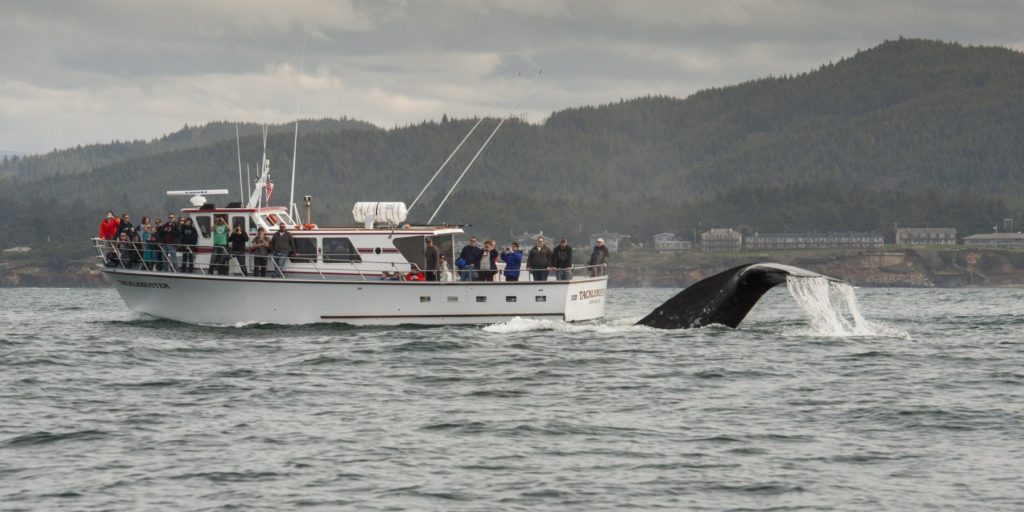 whale watching in Oregon