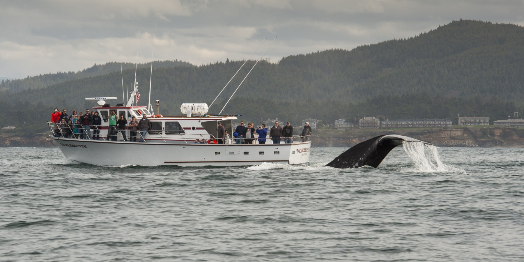 Whale watching in Oregon – there’s nothing quite like it!